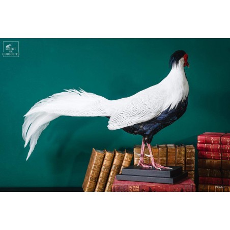 Silver pheasant on black base