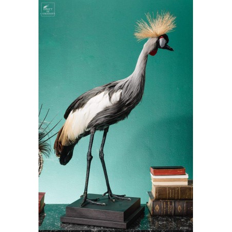 Grue couronnée taxidermie