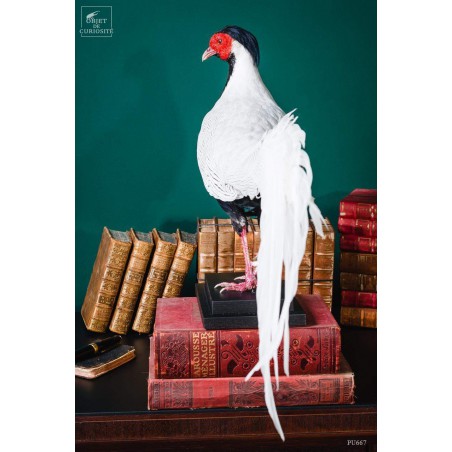 Silver pheasant on black base
