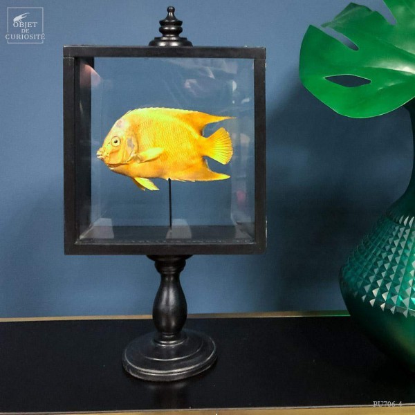 Queen Angelfish in a square reliquary