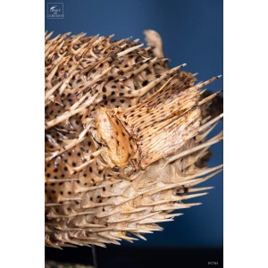 Diodon à pics sur base noire taxidermie ancienne 2