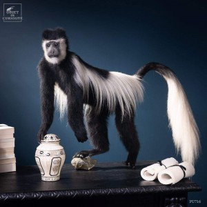 Singe colobe guéréza avec pot d'aporthicaire