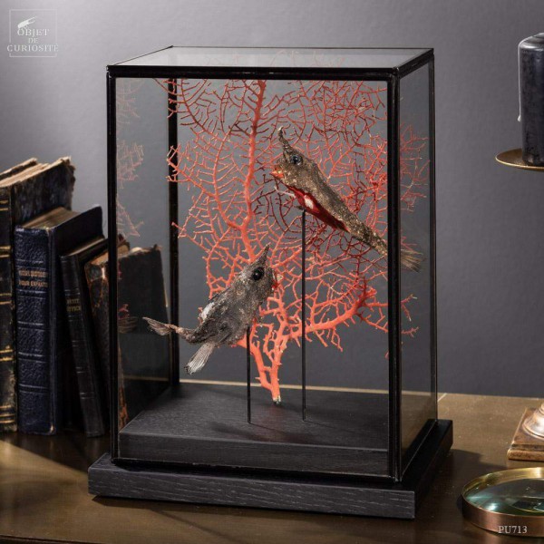 Stuffed batfishes under rectangular glass