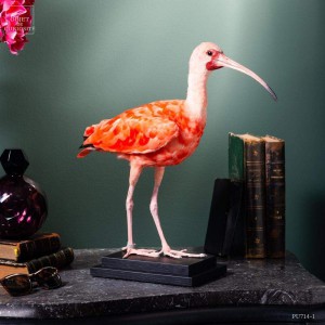 Ibis rouge empaillé