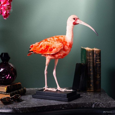Taxidermy of Scarlet Ibis on black base