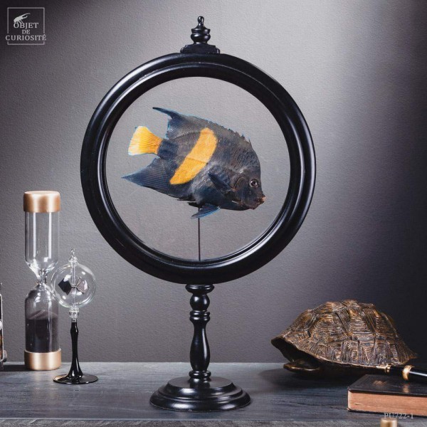 Taxidermy of an Angelfish in black reliquary