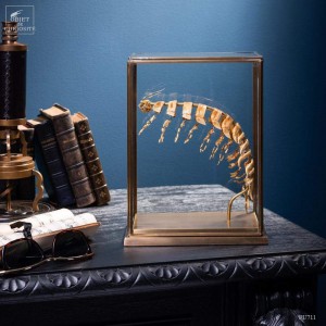 Bathynomus éclaté de Beauchêne sous globe laiton