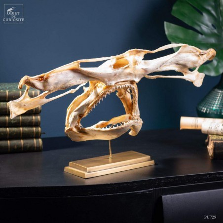 crâne de requin marteau sur laiton