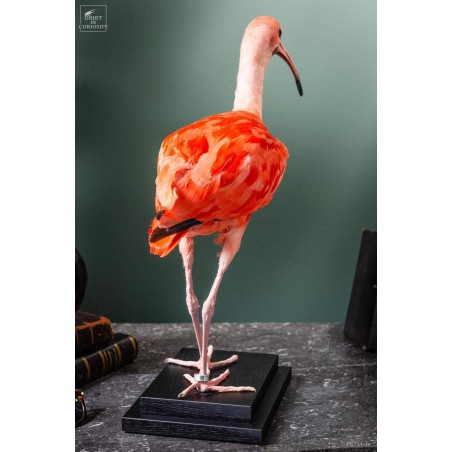 Taxidermy of Scarlet Ibis on black base