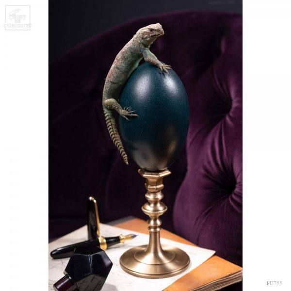 Lézard UROMASTYX OCELLATA du Soudan sur oeuf d'émeu