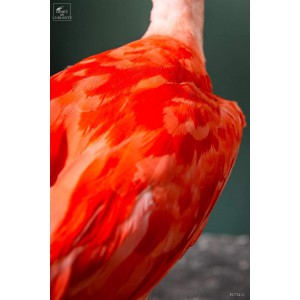 Ibis rouge empaillé 2