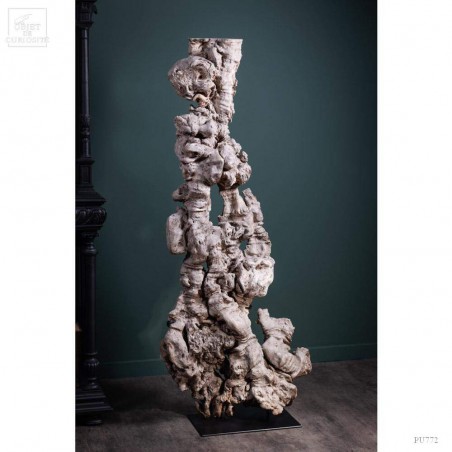 Roots of longan on black base