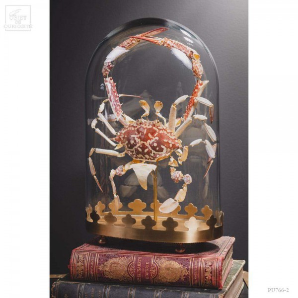 Fragmented crab under glass display