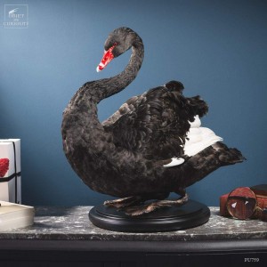Cygne noir empaillé -CYGNUS ATRATUS-
