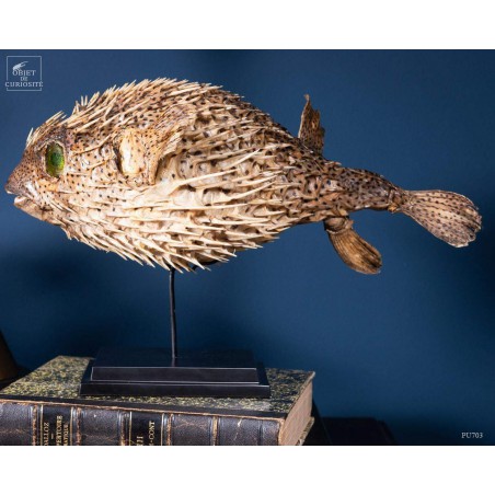 Diodon à pics sur base noire taxidermie ancienne