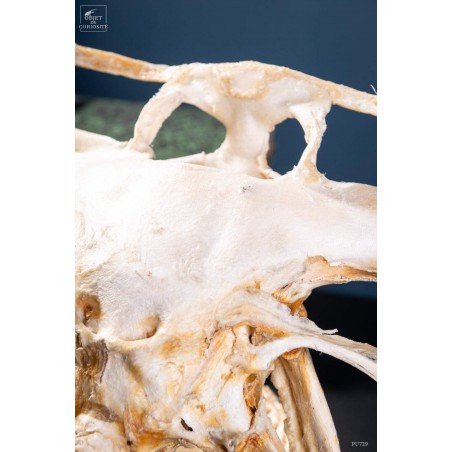 crâne de requin marteau sur laiton