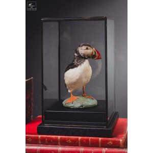 Atlantic puffin stuffed under glass