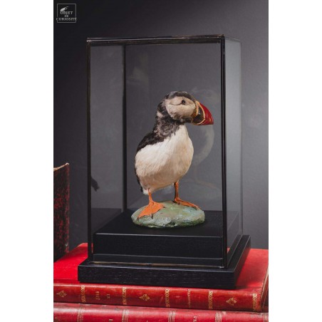 Macareux moinetaxidermie sous globe carré