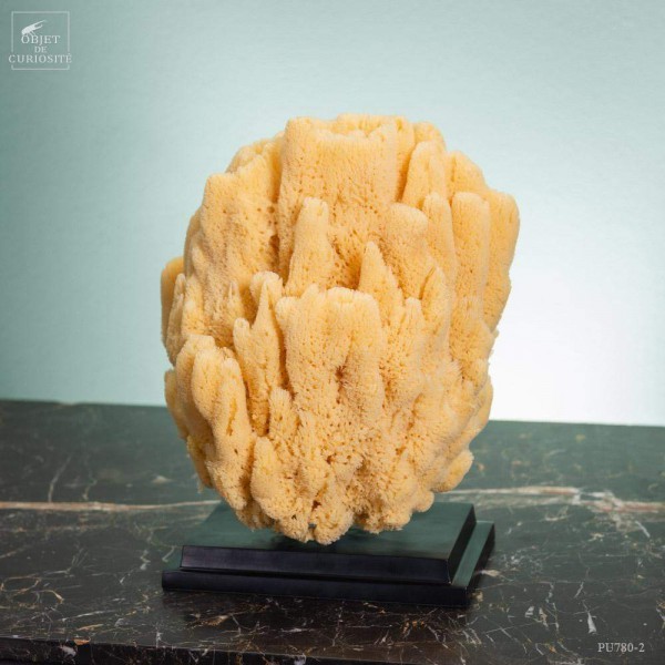 Hardhead sponge on black base