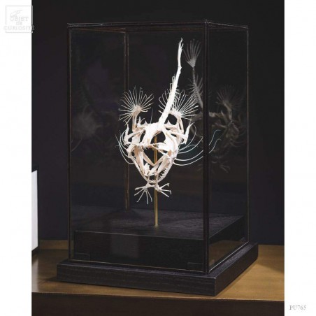 Angler fish skeleton under square glass