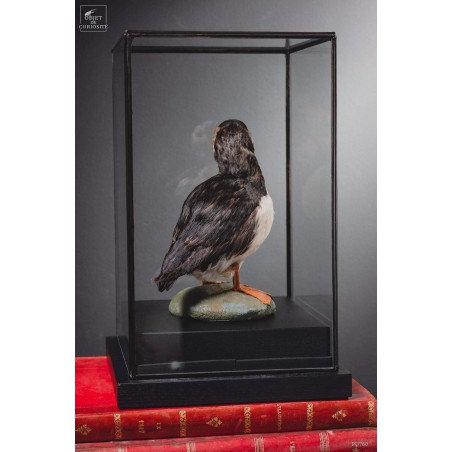 Macareux moinetaxidermie sous globe carré