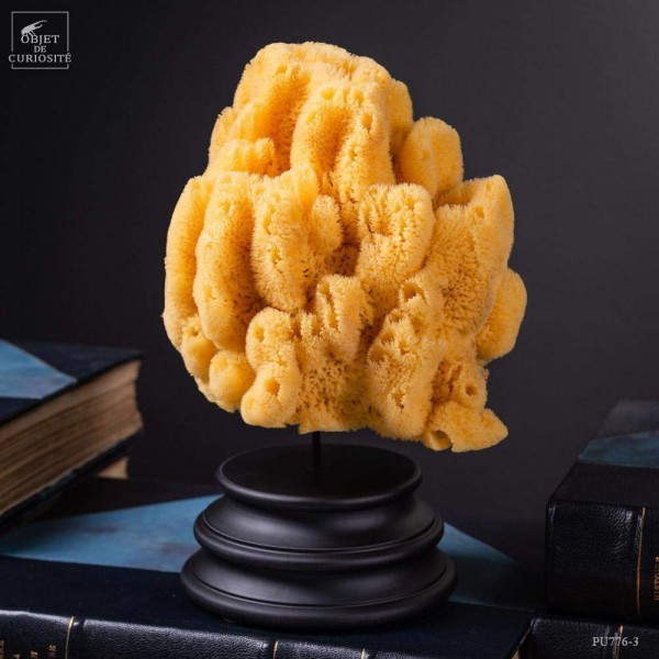 Eponge Hardhead sur base noire