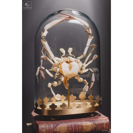 Fragmented crab under glass display