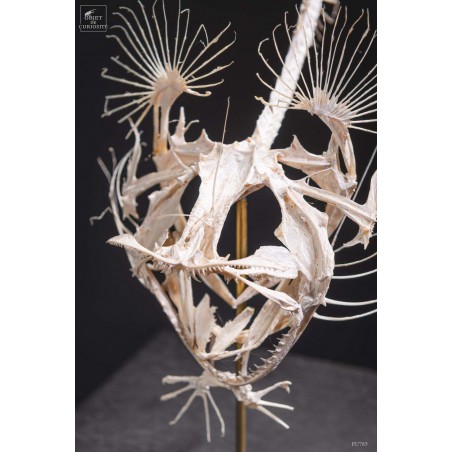 Angler fish skeleton under square glass