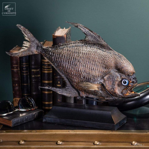 Castagnole fauchoir taxidermisé