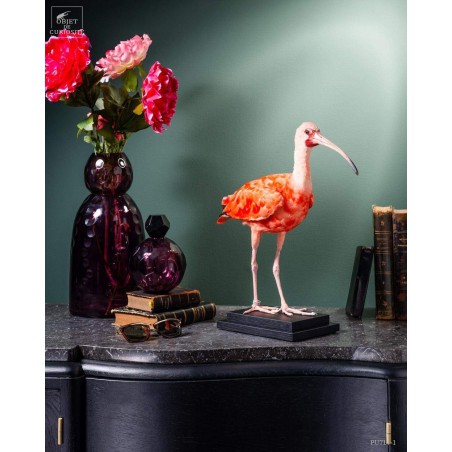 Taxidermy of Scarlet Ibis on black base