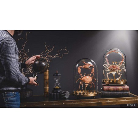 Fragmented crab under glass display