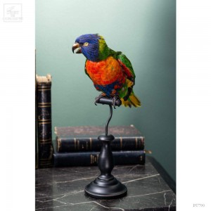 Rainbow lorikeet (Trichoglossus moluccanus)