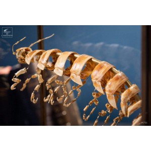 Bathynomus éclaté de Beauchêne sous globe laiton 2