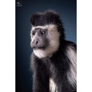 Singe colobe guéréza avec pot d'aporthicaire 2