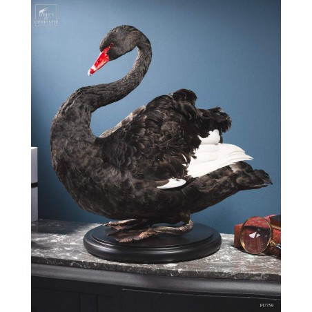 Cygne noir empaillé -CYGNUS ATRATUS-