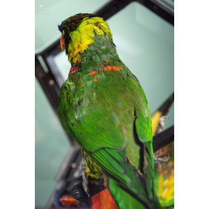 2 Rainbow lorikeet in brass display glass box 2