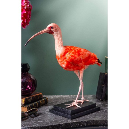 Taxidermy of Scarlet Ibis on black base