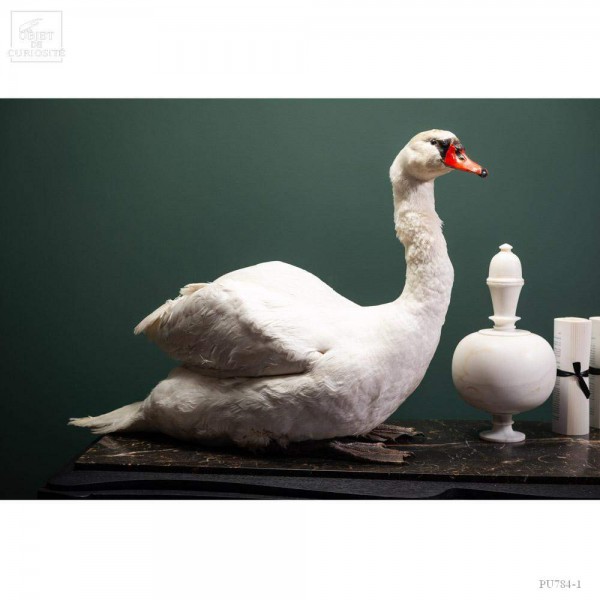 Taxidermie de CYGNE visible show room Paris
