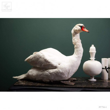 Taxidermie de CYGNE visible show room Paris