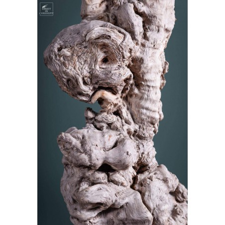 Roots of longan on black base