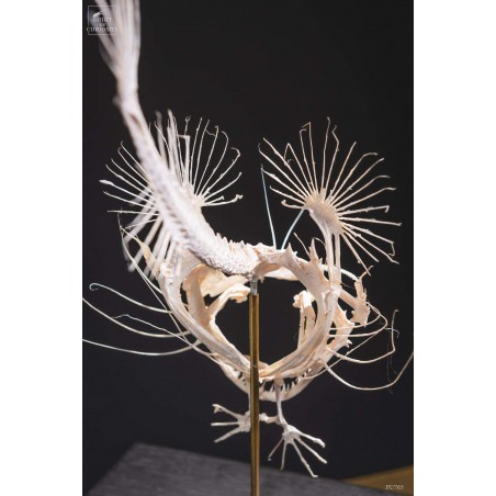 Angler fish skeleton under square glass