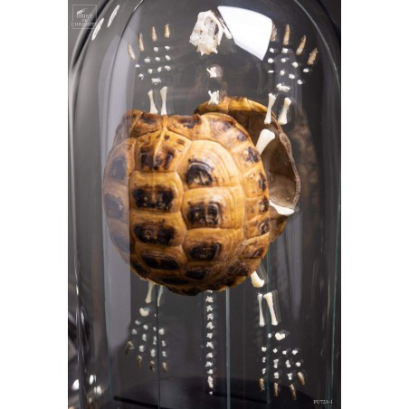 Eclaté  de tortue terrestre de Horsfield