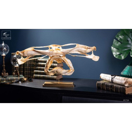 crâne de requin marteau sur laiton