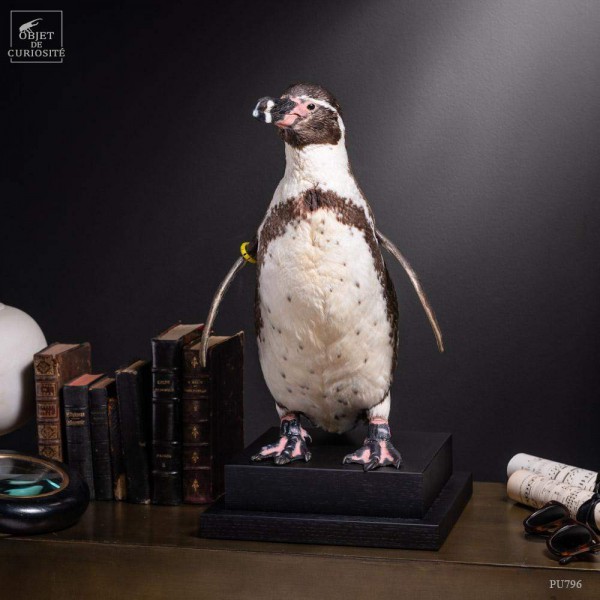 Humboldt Penguin taxidermy
