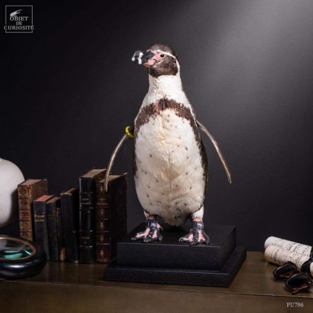 Humboldt Penguin taxidermy