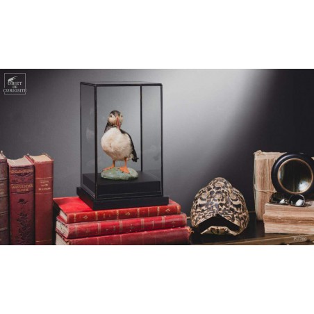 Macareux moinetaxidermie sous globe carré