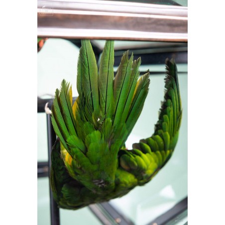 Loriquets à tête bleue dans globe à facettes