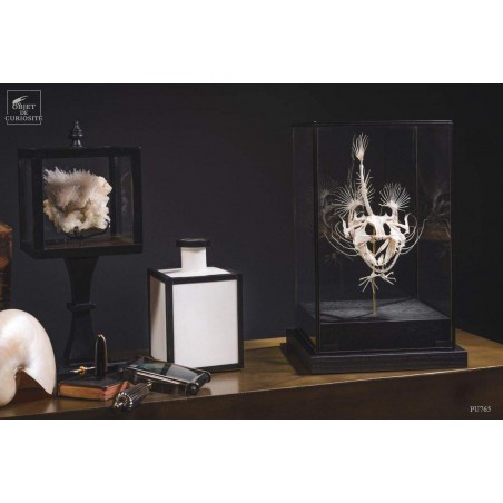 Angler fish skeleton under square glass