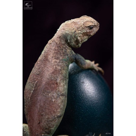 Lézard UROMASTYX OCELLATA du Soudan sur oeuf d'émeu
