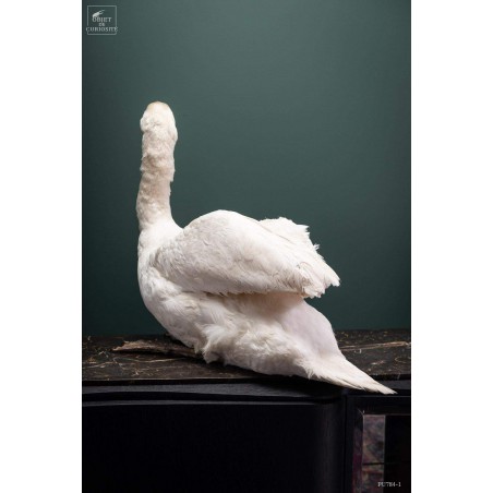 Taxidermie de CYGNE visible show room Paris